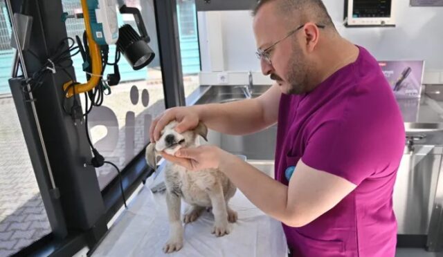 Manisa'da Vetbüs Projesi Uygulamaya Girdi