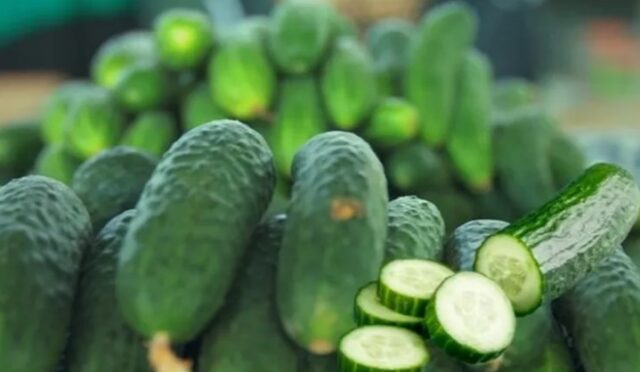 ABD’de Salmonella Tehlikesi: Bedner Growers Salatalıkları Geri Çağrılıyor