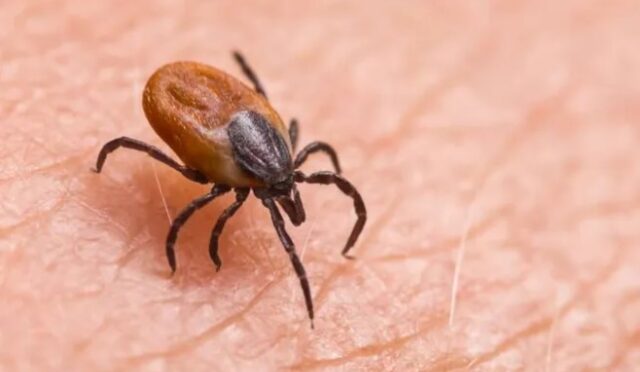 Sivas'taki Kene Vakaları TBMM Gündemine Taşındı