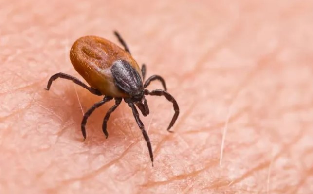 Sivas’taki Kene Vakaları TBMM Gündemine Taşındı