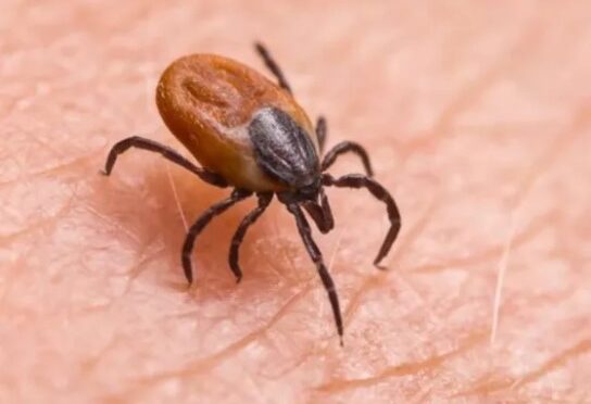 Yaz Mevsimi ve Keneler: KKKA Riski İçin Kritik Uyarı