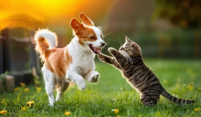 Yaz Sıcaklarında Patili Dostlara Destek: Karışık Besleme Önerisi