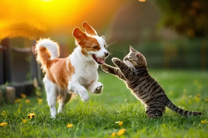 Yaz Sıcaklarında Patili Dostlara Destek: Karışık Besleme Önerisi