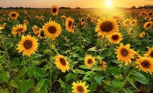 Karacabey Tarım İşletmesi 1,75 Milyon Kg Yağlık Ayçiçeği İçin İhale Düzenliyor