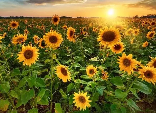 Karacabey Tarım İşletmesi 1,75 Milyon Kg Yağlık Ayçiçeği İçin İhale Düzenliyor