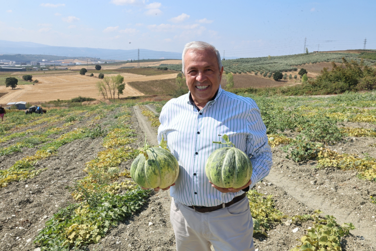 Bursa Nilüfer’de Konaklı Kavunu Üretiminde İki Kat Artış