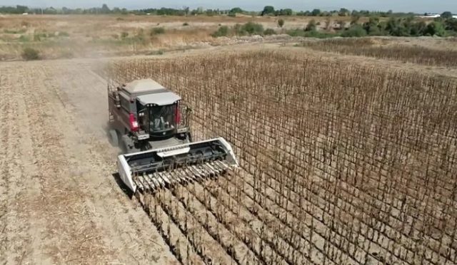 Belediye Projesiyle Ayçiçeği Hasadı Başladı Belediye Projesiyle Ayçiçeği Hasadı Başladı