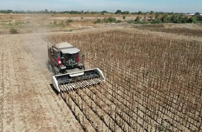 Belediye Projesiyle Ayçiçeği Hasadı Başladı