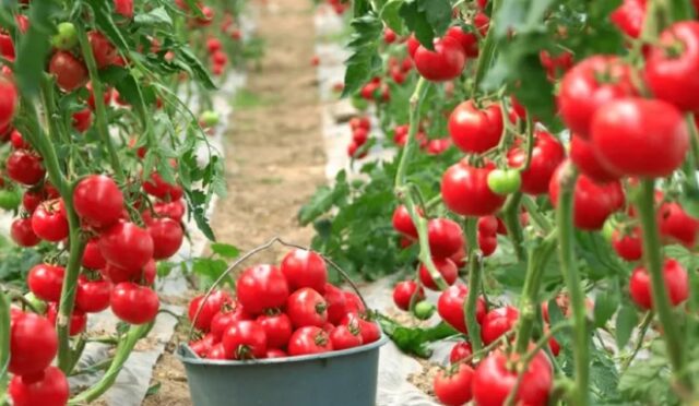 Yankı Yemek Karacabey’de Tarımsal Üretimle Maliyet Avantajı Sağlamayı Hedefliyor