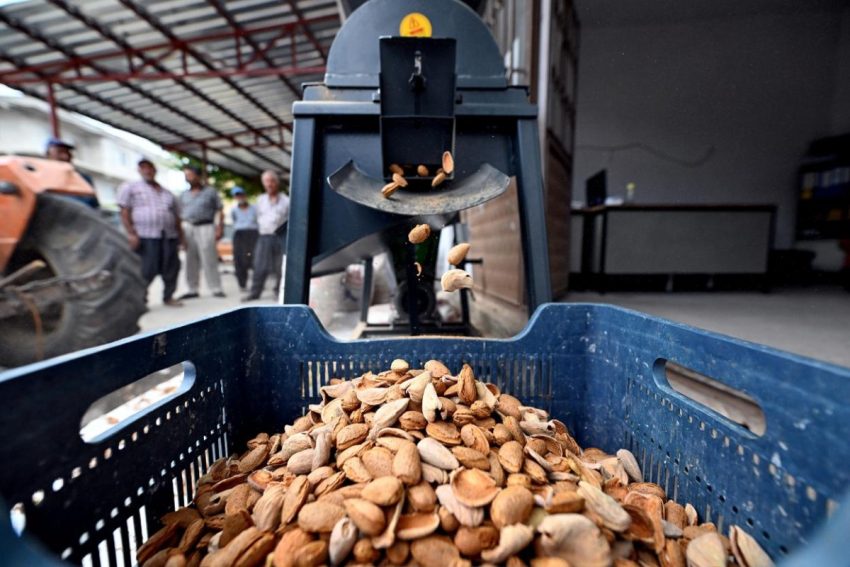 Mersin Büyükşehir, Üreticiyi Desteklemeye Devam Ediyor