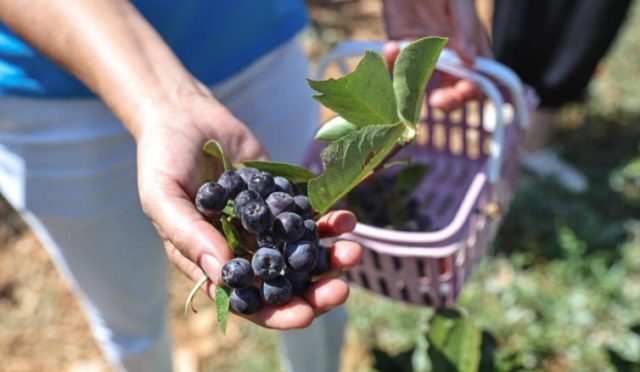 Antalya Büyükşehir’in Destekleri Üreticiyi Sevindirdi Antalya Büyükşehir’in Destekleri Üreticiyi Sevindirdi