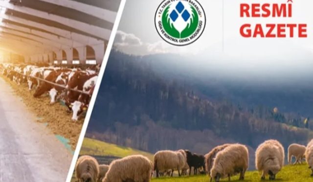 Koyun ve Keçi Yönetmeliği Güncellendi: Taahhütname Uygulaması Kaldırıldı