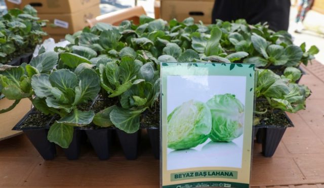 Ordu’da Kışlık Sebze Seferberliği: 200 Bin Fide Üreticilerle Buluşuyor