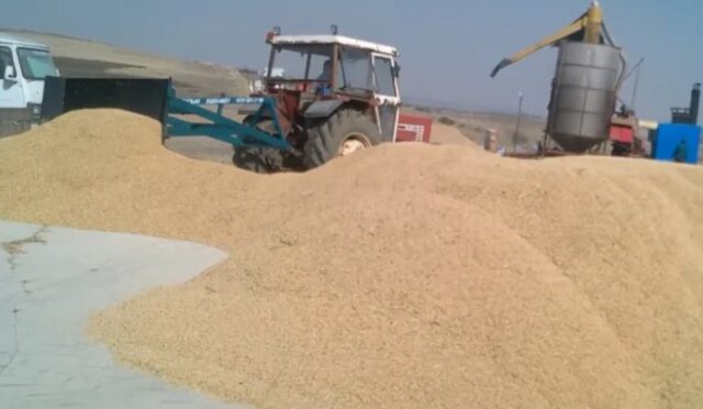 Çeltik fiyatı açıklandı: 1 kg 41,80 TL