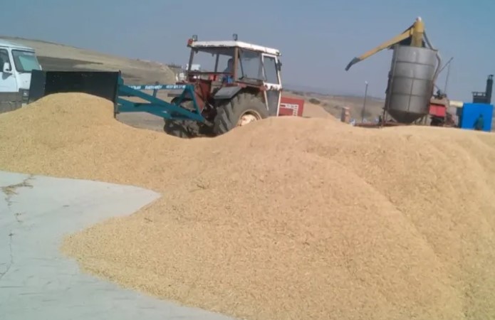 Çeltik fiyatı açıklandı: 1 kg 41,80 TL