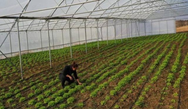 Kocaeli Büyükşehir, Çiftçilere Modern Sera Desteği Sunuyor Kocaeli Büyükşehir, Çiftçilere Modern Sera Desteği Sunuyor