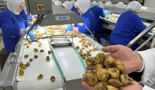 İhracatta Rekor: Kuru İncir 350 Milyon Doları Aştı İhracatta Rekor: Kuru İncir 350 Milyon Doları Aştı