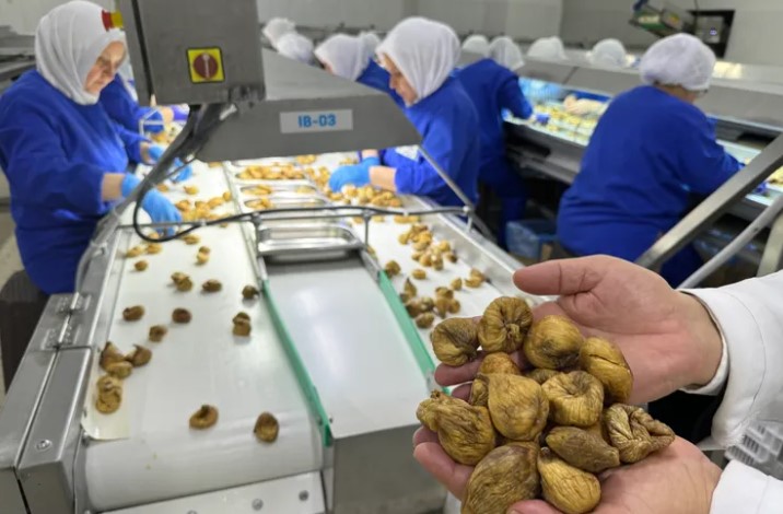İhracatta Rekor: Kuru İncir 350 Milyon Doları Aştı