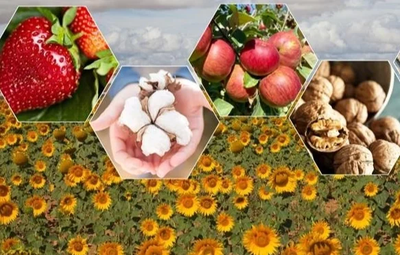 TÜİK: 2025’te Bitkisel Üretimde Gerileme Bekleniyor