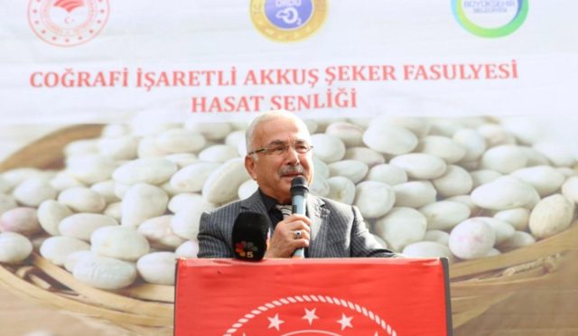 Akkuş Fasulyesinde Hasat Başladı Akkuş Fasulyesinde Hasat Başladı