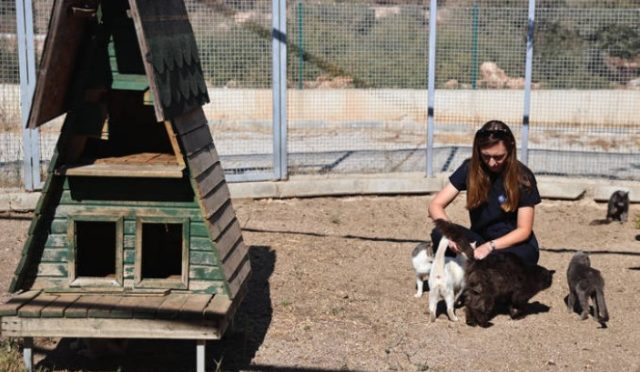 Büyükşehir, Patili Dostlara Sahip Çıkıyor Büyükşehir, Patili Dostlara Sahip Çıkıyor