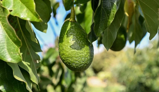 Mersin’de 22 Binin Üzerinde Avokado Fidanı Üreticilere Dağıtıldı