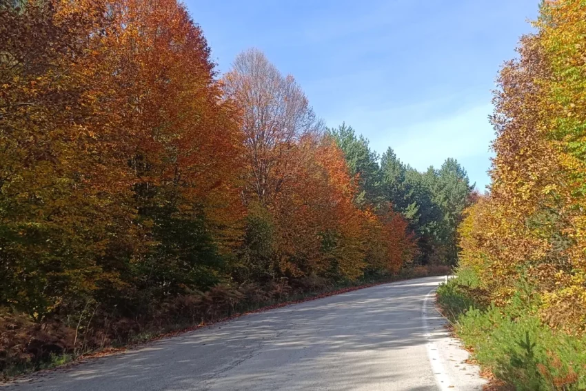 Bilecik Bozcaarmut’ta Sonbaharın Büyüleyici Renkleri