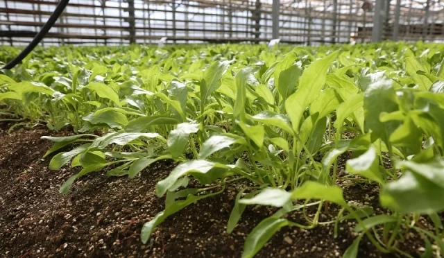 Konya Şeker, Pancarda Uluslararası Başarıya İmza Attı