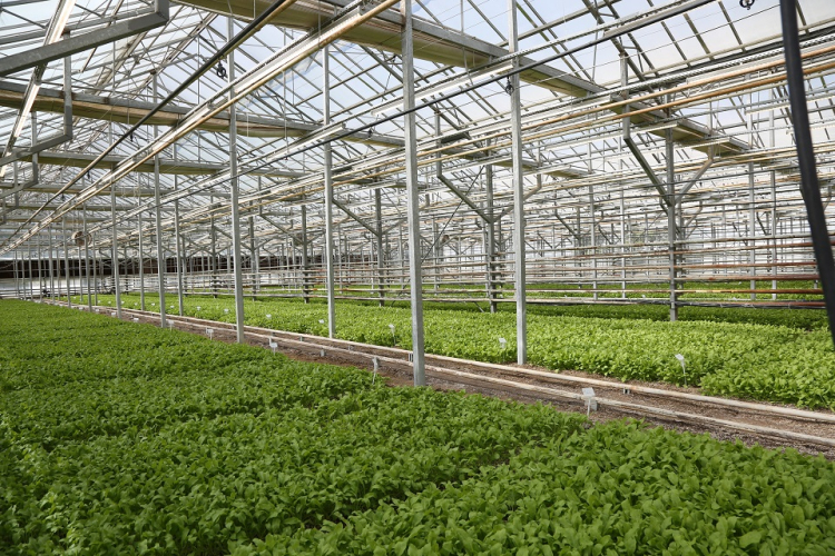 Konya Şeker, Pancarda Uluslararası Başarıya İmza Attı